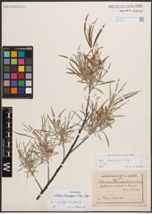 Foto von Salix eleagnos subsp. angustifolia (Cariot) Rech. f.